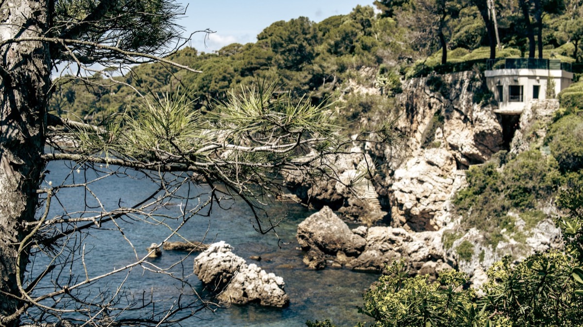 Forêt de pins des Landes